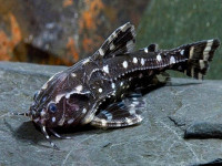 Снимка на Agamyxis albomaculatus  (Peters, 1877)